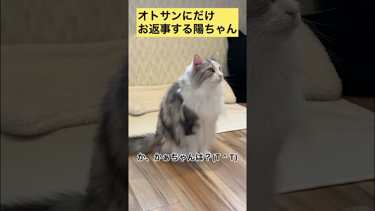 お返事する猫【メインクーン】 #メインクーン #猫カフェ #かわいい猫 #cute #cat