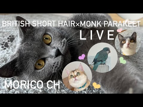ブリティッシュショートヘアーとオキナインコのLIVE🐦🐈‍⬛🐾