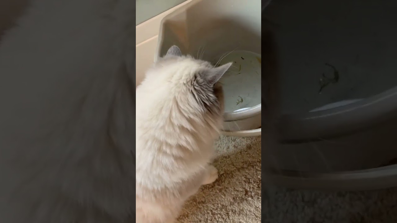 ラグドールVS熱帯魚🐠 初めてのお魚に興味深々 ragdoll ぬいぐるみ猫 後姿だけ 猫動画 猫カフェ気分 猫癒し動画 @minamin.ch.2022