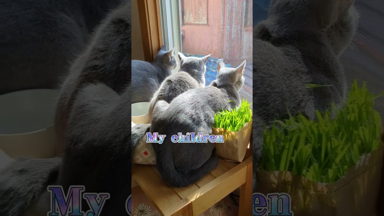 My loving, lovely, and dear family.💗🐈‍⬛  #ロシアンブルー #russianblue  #子猫