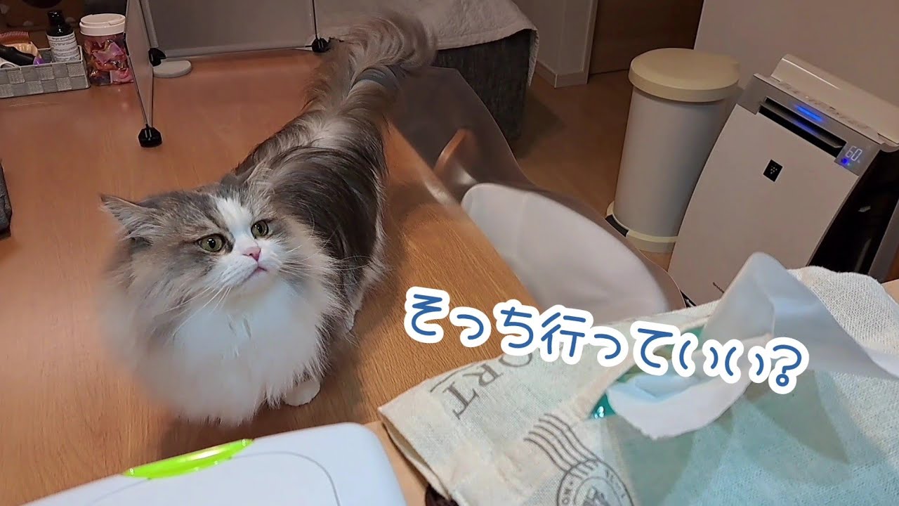 【マンチカン】愛猫もぐがガードの緩いテーブルを狙うかわいいナイトルーティン