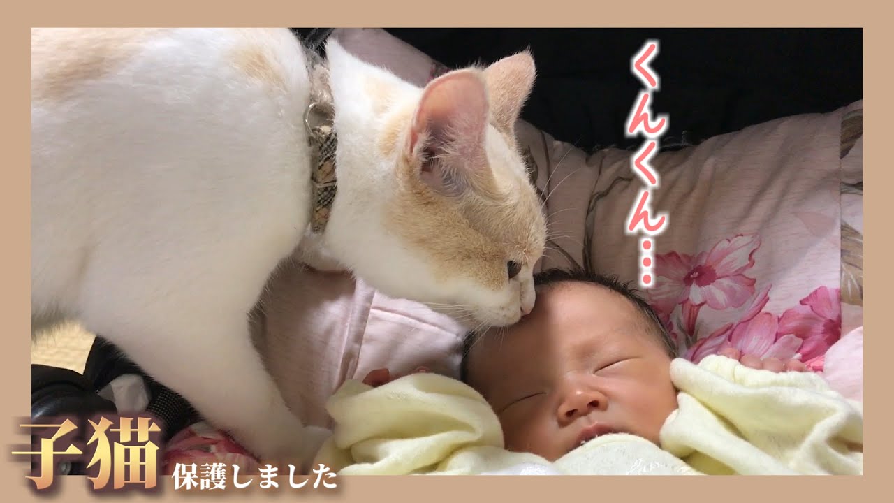 【感動】赤ちゃんを家族と認めてくれた子猫