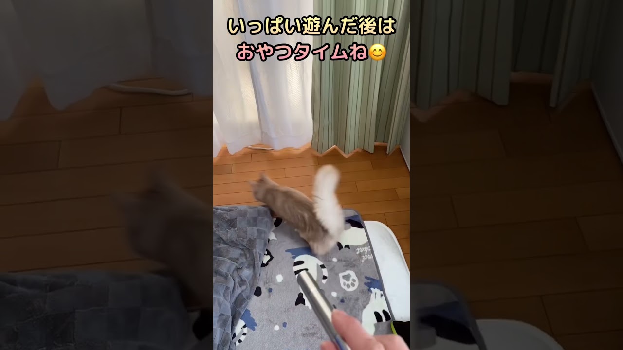 誕生日おめでとう🎉#shorts #猫#ソマリ#誕生日