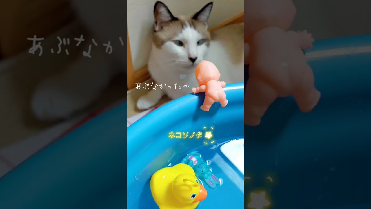 残酷なねこ 進撃の天ちゃん　#シャム猫 #シャム猫ミックス #shorts