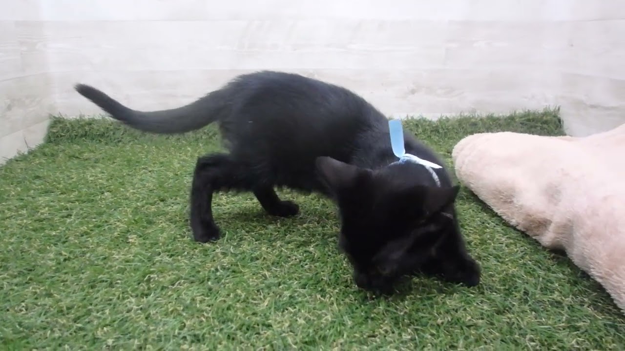 Coo&RIKU　No00588551 ボンベイ