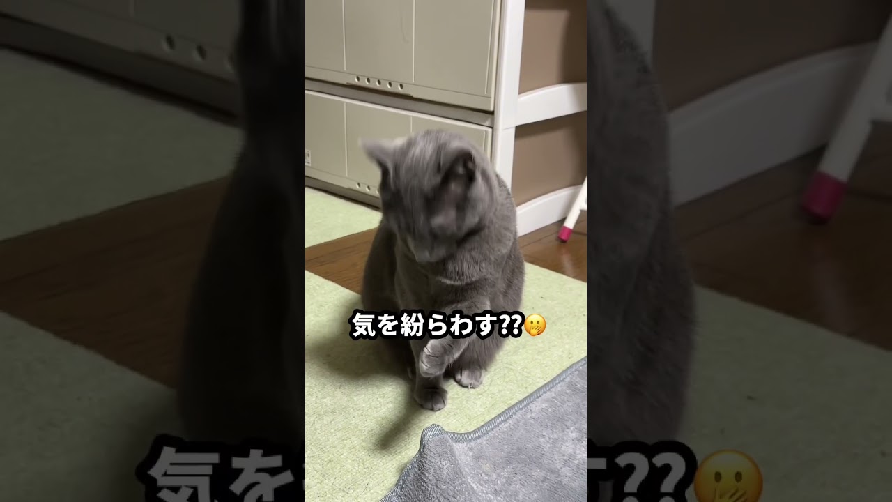 【ロシアンブルー】めろん構ってもらえないとこうなります🫢【猫】#shorts