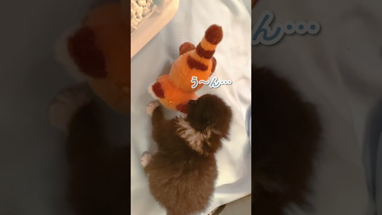 【検証】お気に入りのぬいぐるみが突然子猫の目の前に現れると？ #shorts