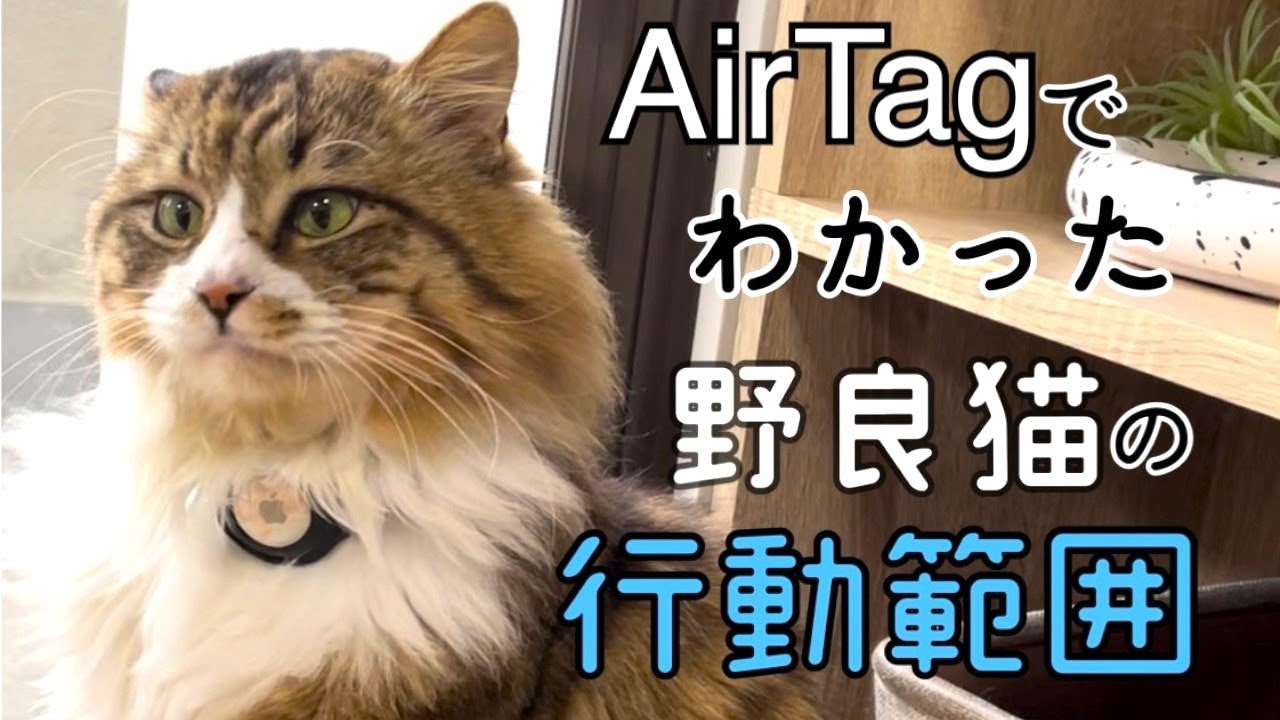 【AirTagで追跡】オス野良猫ぽこまるの行動範囲がわかりました！