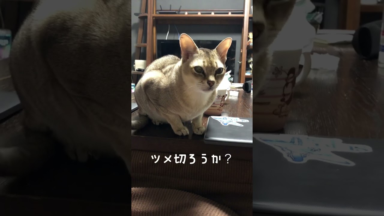 ツメ切ろうかと言うとキョドりだす　　　　　　　　　　　　　　　　　　#猫  #シンガプーラ  #cats  ＃挙動不審 #cats  #毎日投稿