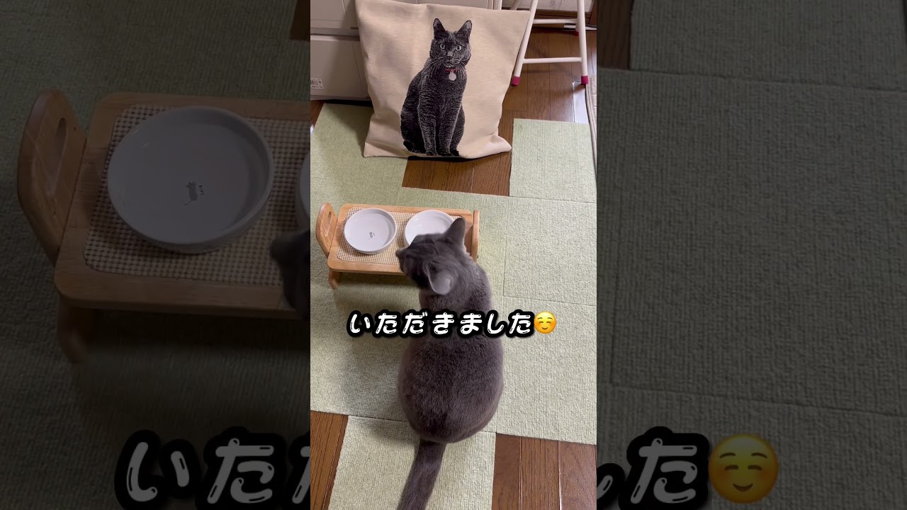 【ロシアンブルー】めろんにソックリ😳クッションカバーいただきました💗ありがとう😊【猫】#shorts