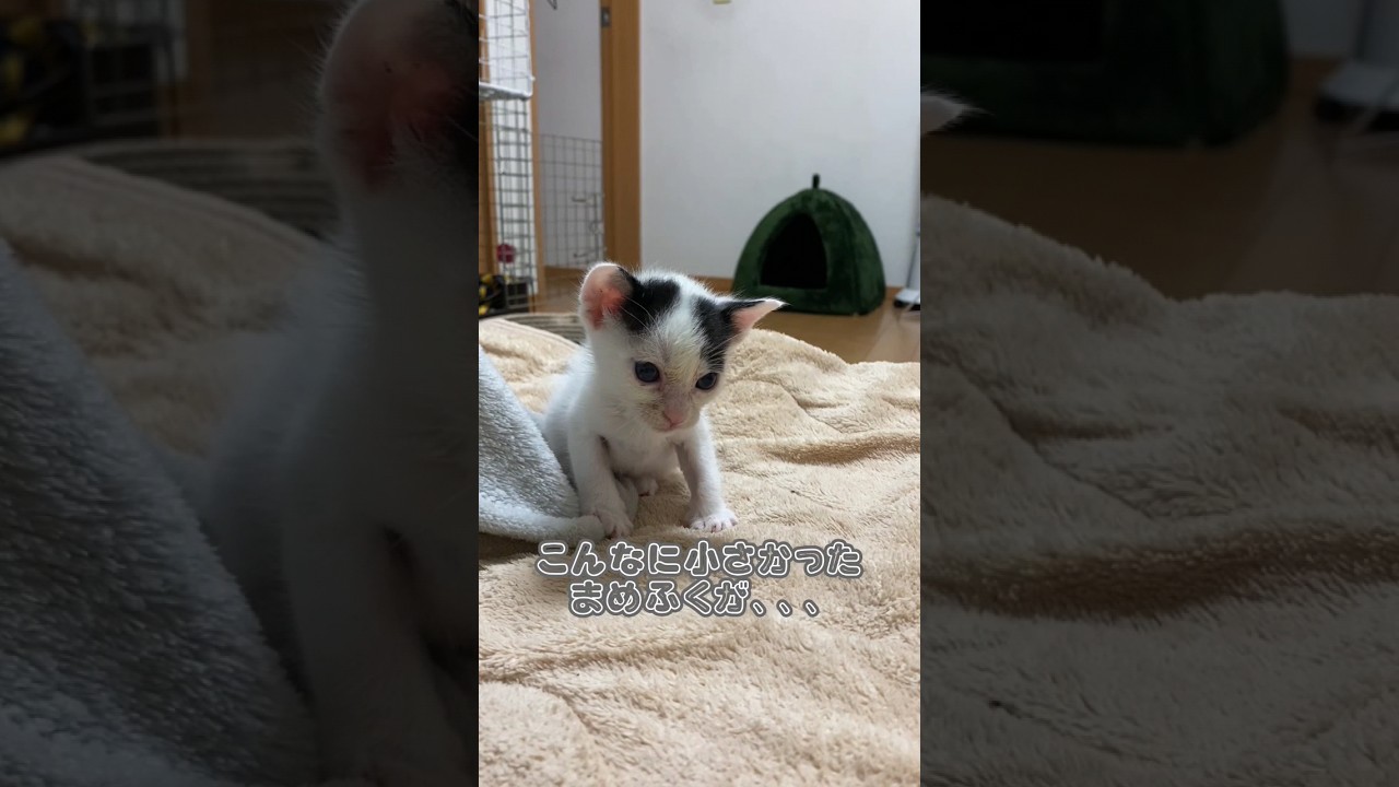 【祝！6ヶ月】こんなにも大きくなりました！#shorts  #猫 #子猫 #保護猫 #cat #おまめ #6ヶ月