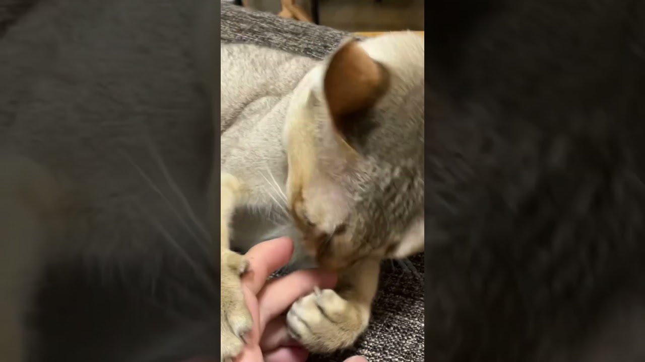 ガチバトル？！がぶがぶ～【シンガプーラ】 #shorts