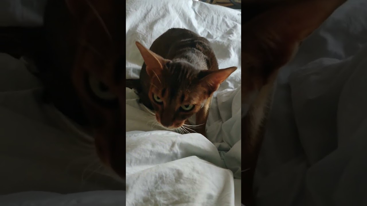 ネコ動画あび#831　#shorts　あびの毎日　アビシニアン　あびブログ