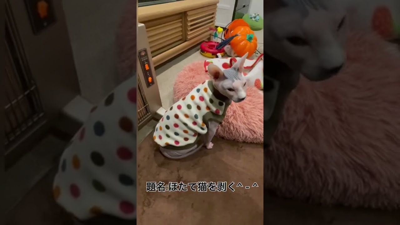 ほたて猫を剥く【スフィンクス猫】