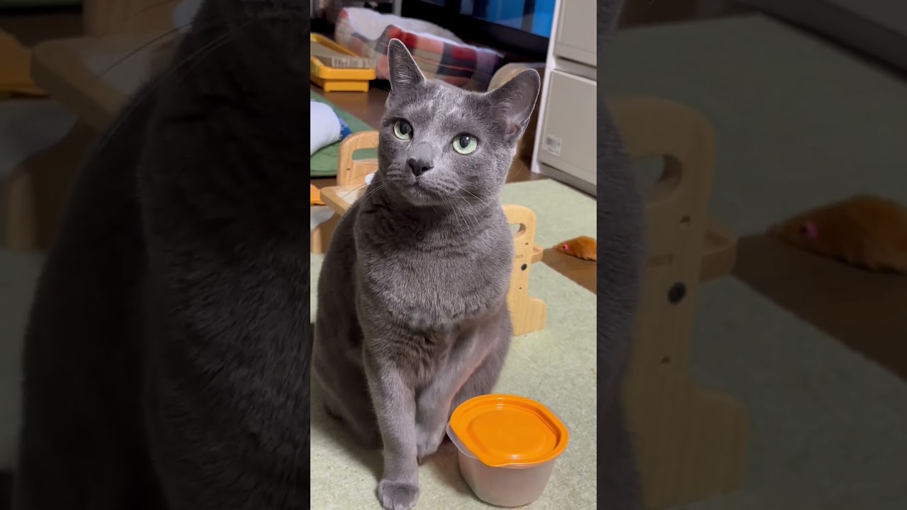 【ロシアンブルー】今朝のめろんのおねだり...長めです🙏😊【猫】#shorts