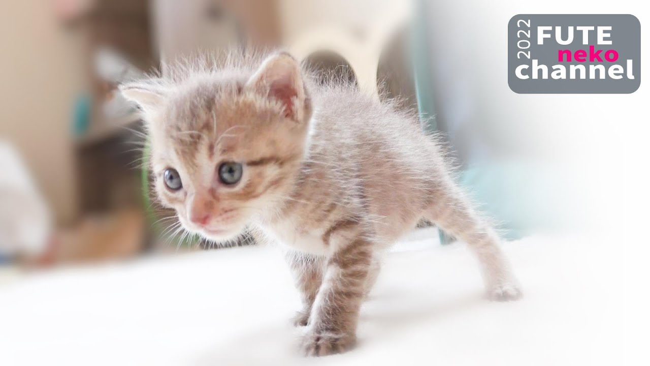 猫のトイレを教えていたら悲劇が起こってしまいました｜2号と3号がやってきた  前編【保護子猫】