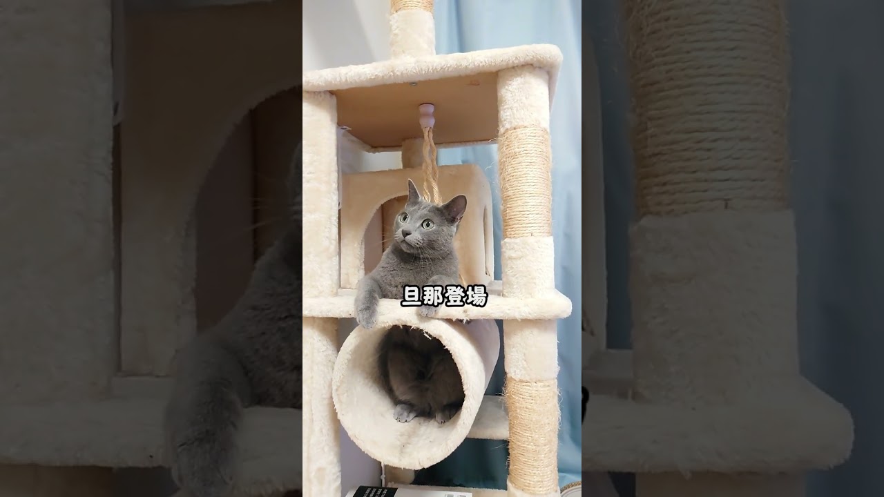 【猫動画】旦那が来ると遊ぶのを止めるロシアンブルー【russianbule】Russian blue stops playing when husband comes　#shorts