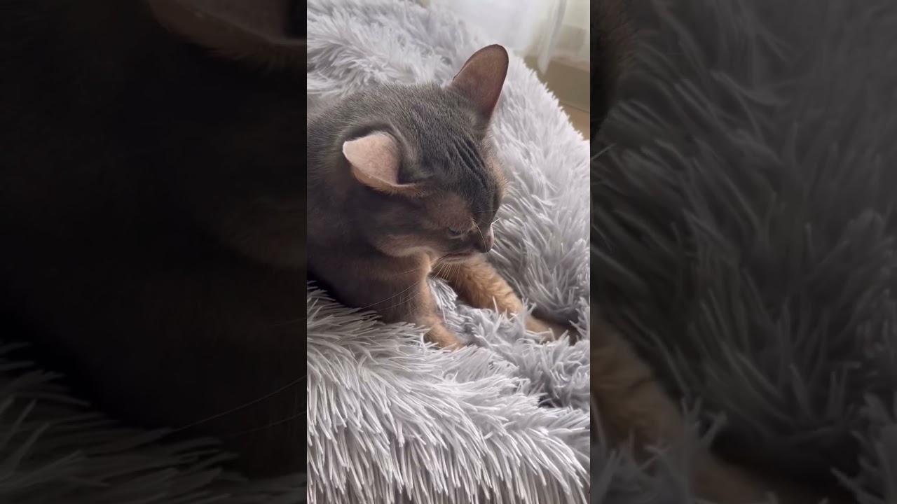 可愛いアリスちゃん #shorts #猫動画 #アビシニアン #cat #まな猫