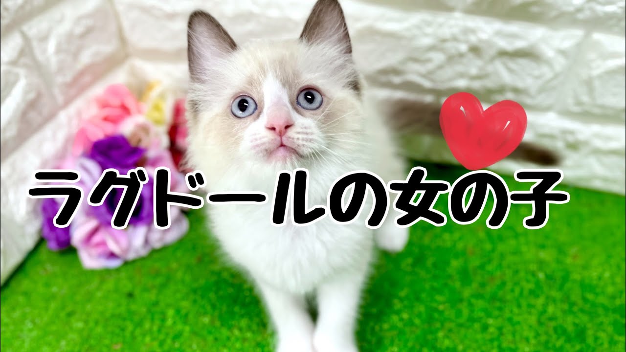 ラグドールの子猫　（中之島）