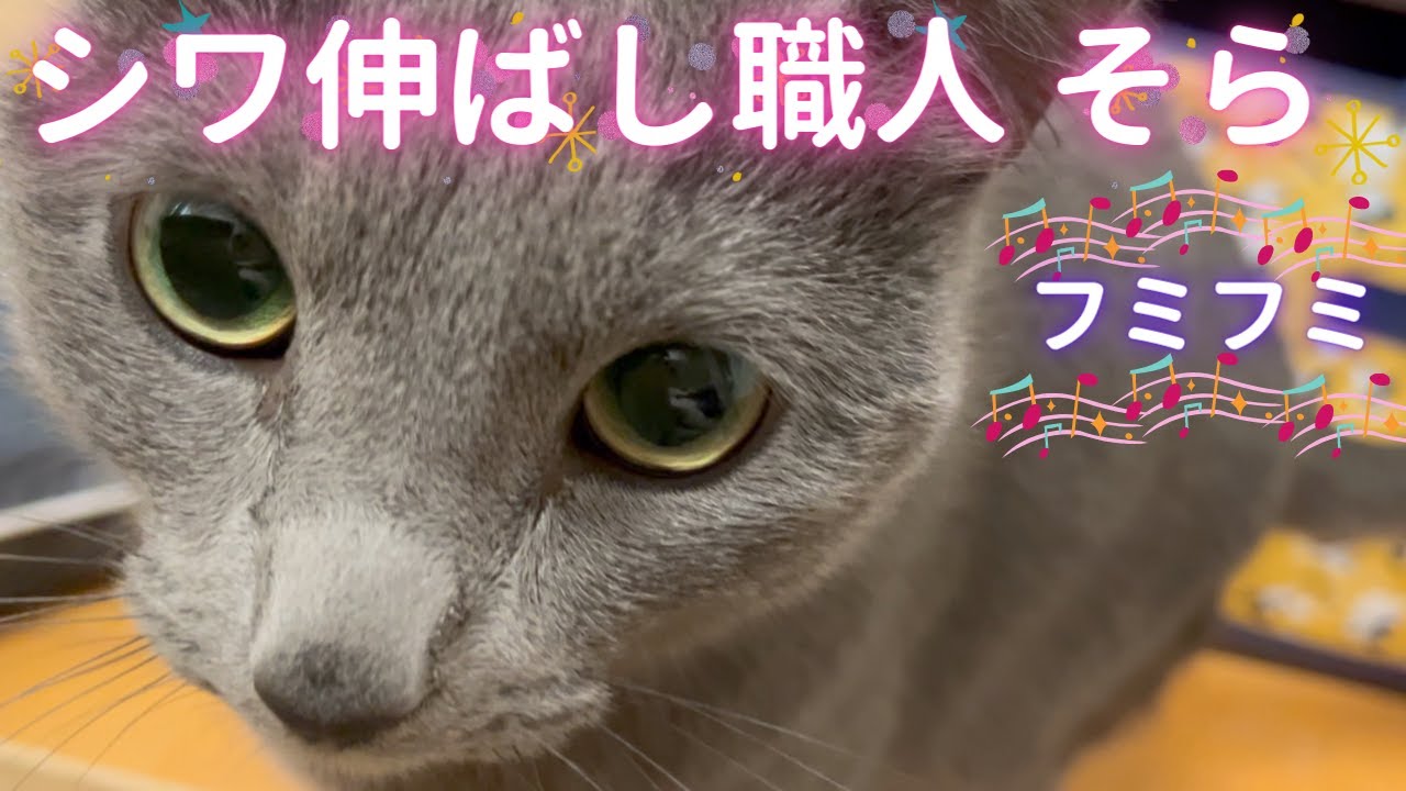 ママの手伝いをする優しい猫（ロシアンブルー）