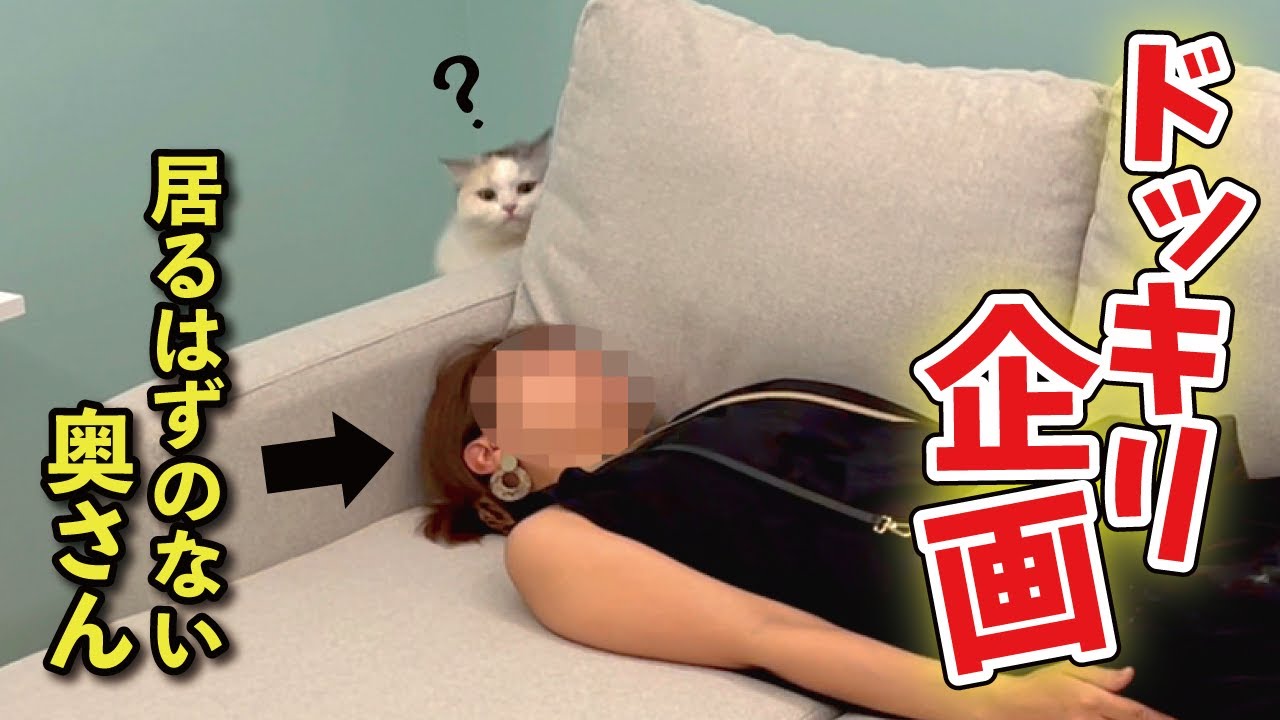 居るはずのない奥さんが居た時の猫の反応が120点すぎました【関西弁でしゃべる猫】
