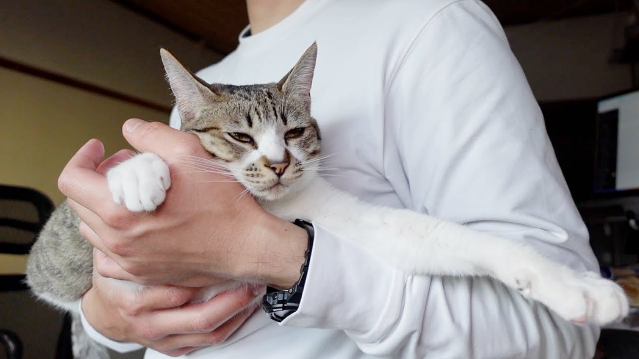 3日ぶりに甘えんぼ子猫と再会したらこうなりました…笑