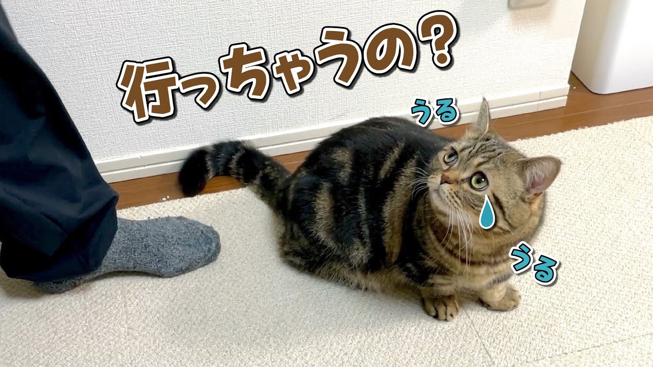 パパが出掛ける準備を始めると行かないでアピールする猫が可愛い！