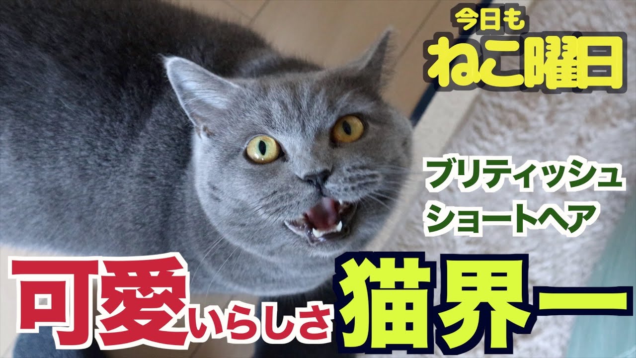 ブリティッシュショートヘアは甘え上手！可愛さが猫界一だと思います！笑