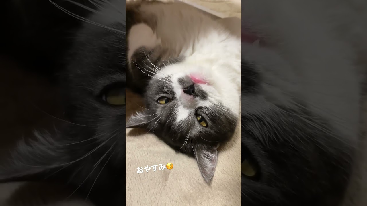 ホットカーペットでとろけてる子猫 #cat #kitten #ししゃも #のぶなが #マンチカン #ミヌエット