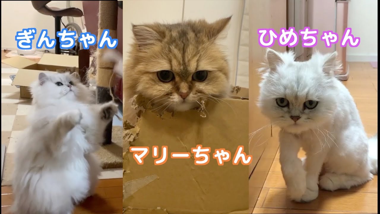 【ペルシャ猫】個性あふれる日常が可愛すぎる!!ペルシャ猫ってなんでこんなに可愛いんやろ？？[Persian cat] Why are Persian cats so cute? ?