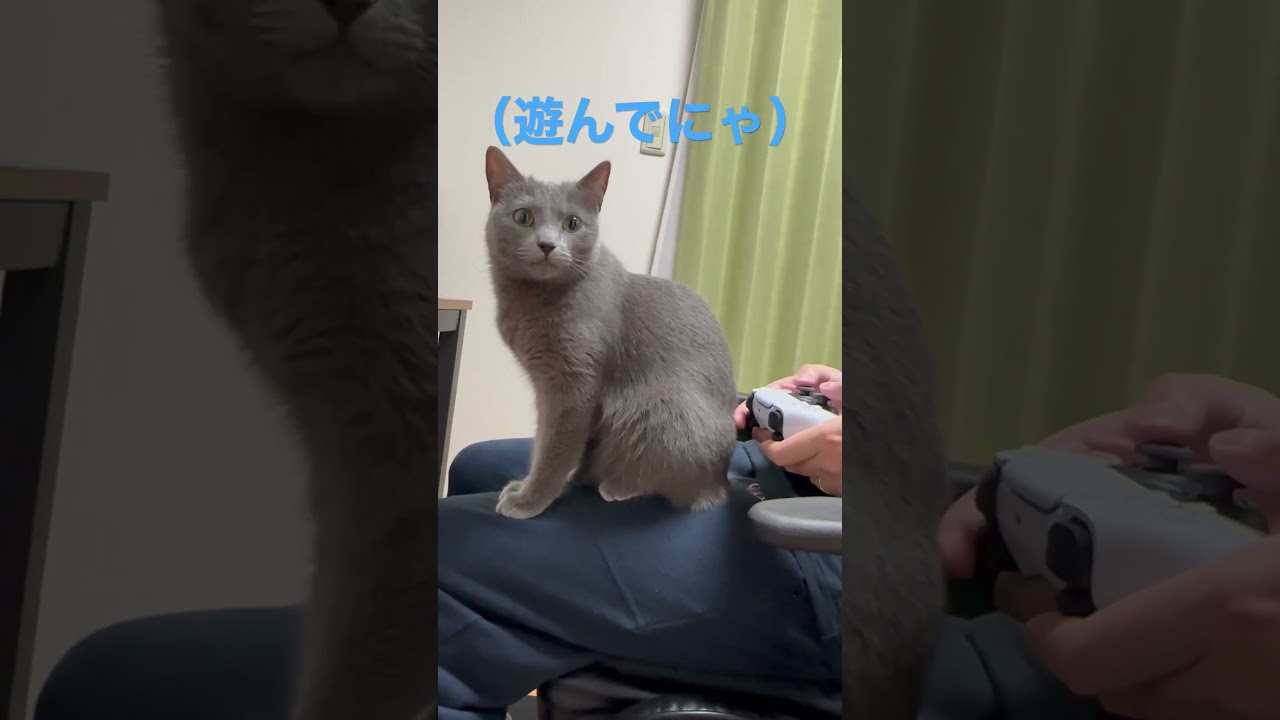 ゲームしてないで遊んでにゃ！な猫（ロシアンブルー）#shorts
