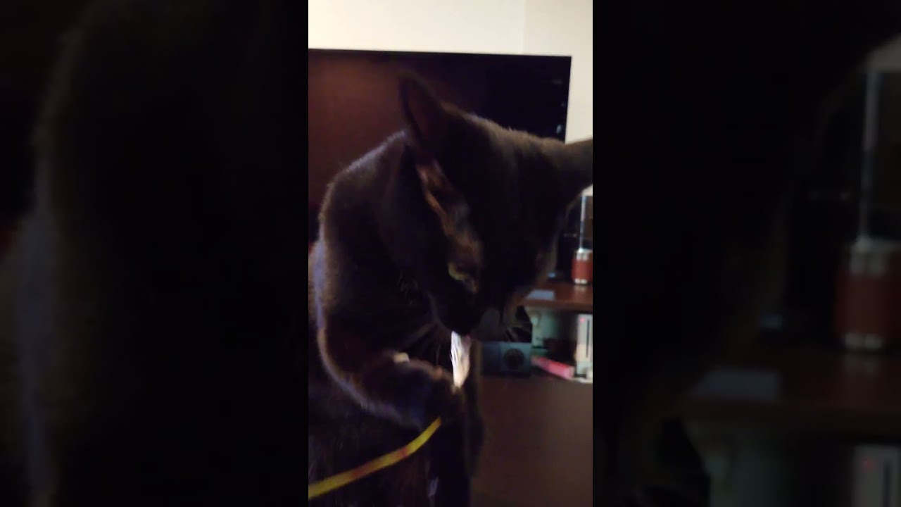 猫じゃらしを遊んでるうちに食べちゃうにゃんこ【我が家の猫にゃんず】