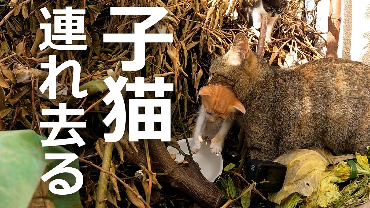 子猫を連れ去る母猫⁉子猫は無事なのか…