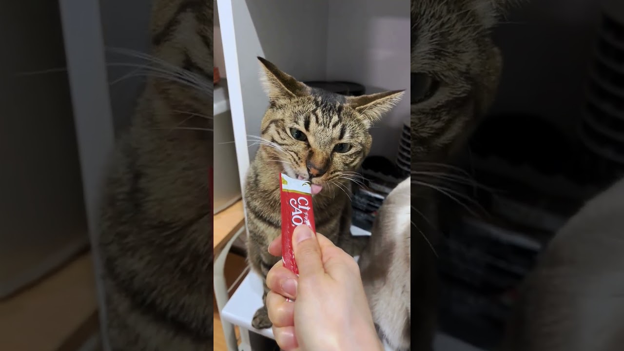 2匹の猫のチュールの食べ方の比較検討の動画のチュールです #保護猫