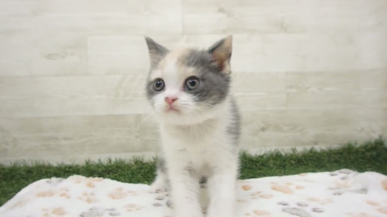 ペットショップcoo&riku No.00628786 ブリティッシュショートヘアー