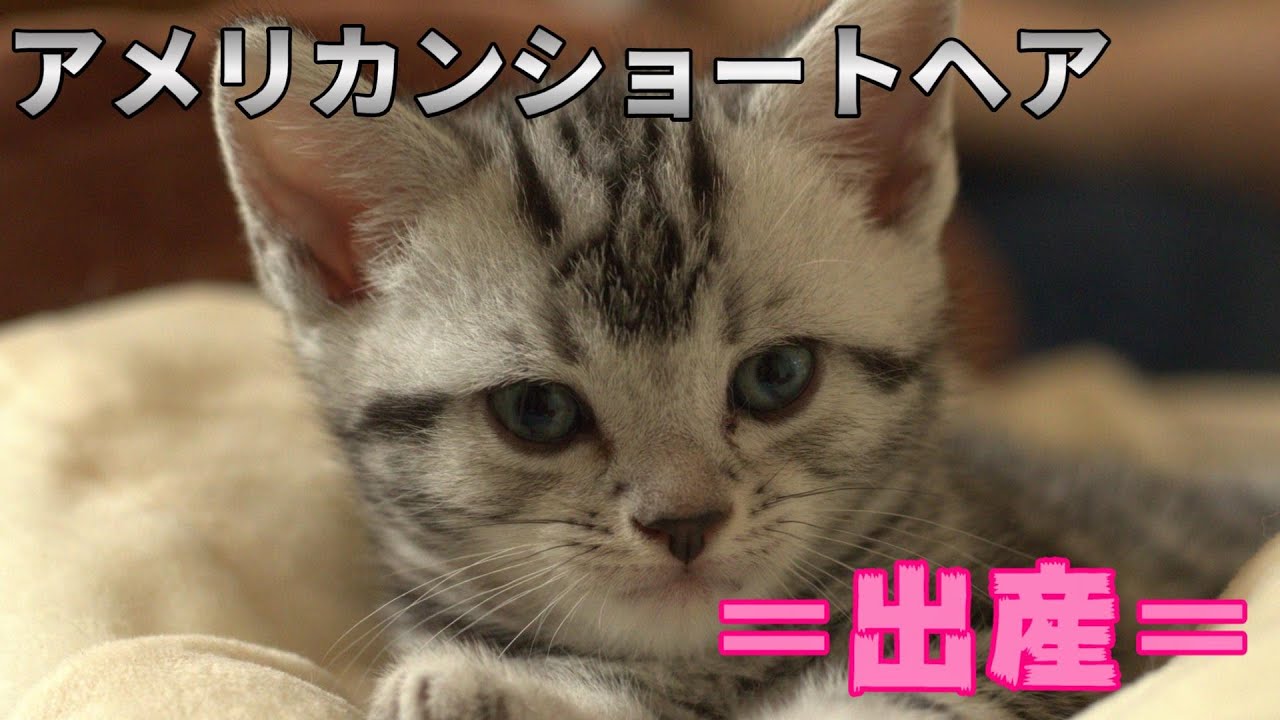 【アメリカンショートヘア】らん母さんの子育て記録１　～出産～