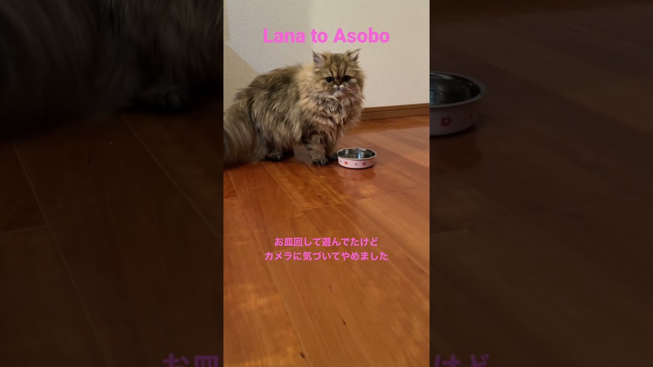 カメラに気づいて大人しくなるペルシャ猫　#cat #ペルシャ子猫