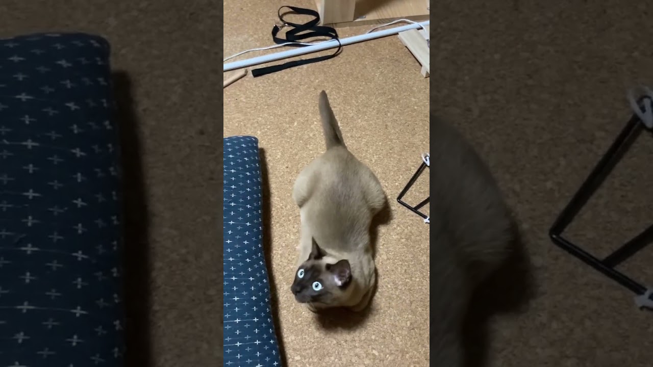 トンキニーズ 【注目！】
