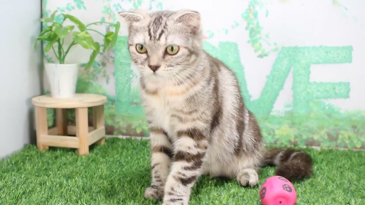 Coo&RIKU　No628518　スコティッシュフォールド