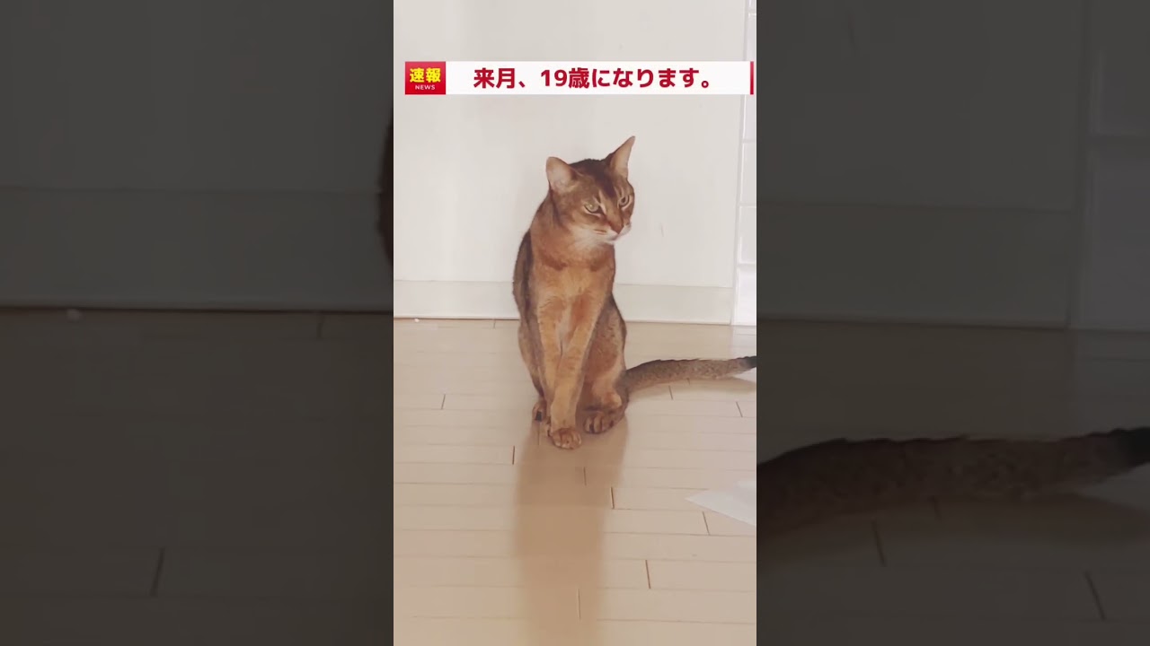 速報「来月になるとー」 #shorts #猫動画 #アビシニアン #cat #まな猫