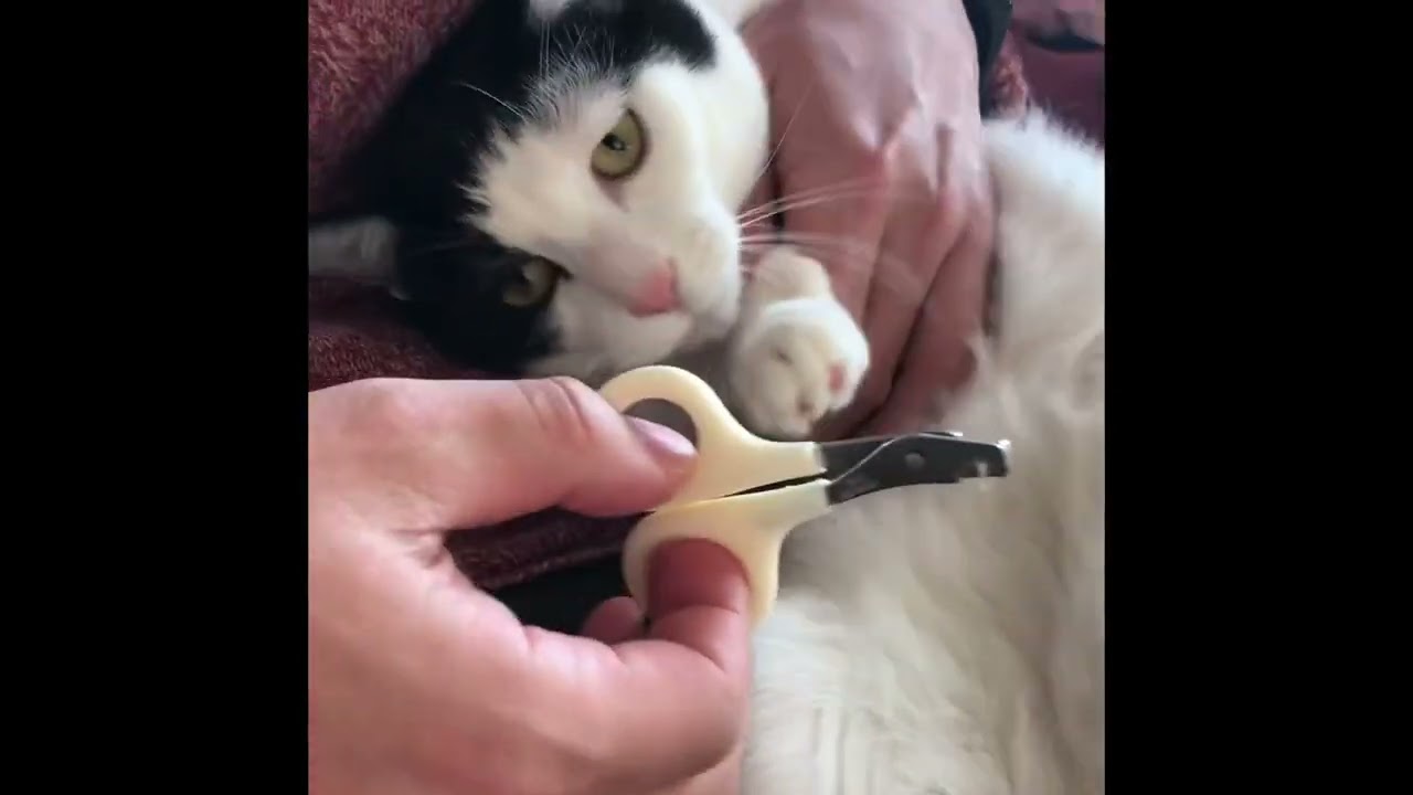 「パパさんはぼくのつめを切ろうとしている　でもそうはいかないにゃ」