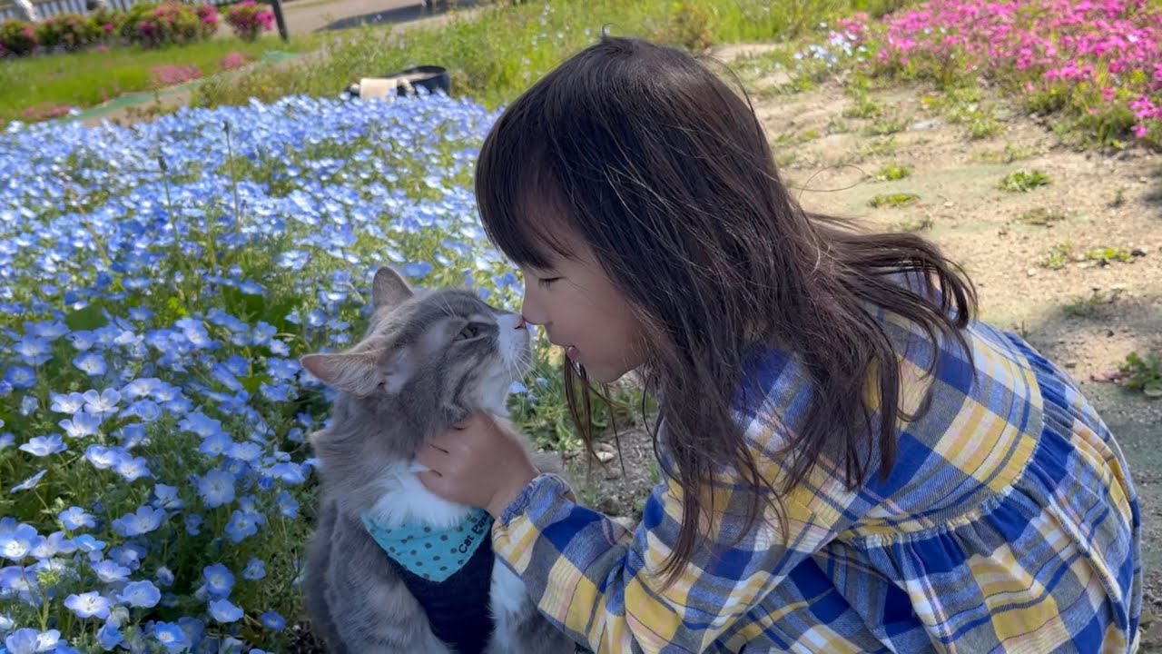 花畑で少女と鼻キスする猫　ノルウェージャンフォレストキャット　A cat nose-kissing a girl in a flower garden