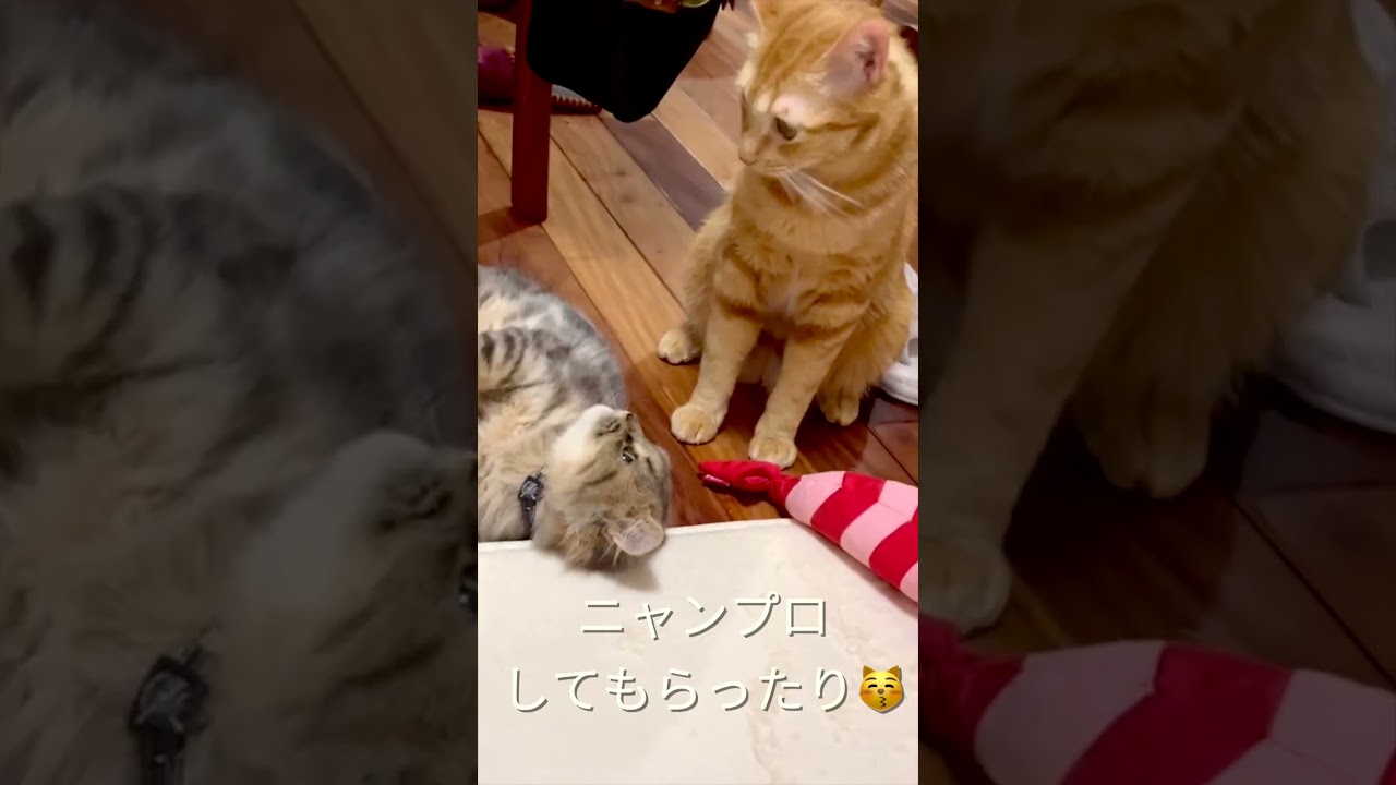 多頭飼育崩壊からレスキューされた子猫が美猫に変身その１ #shorts