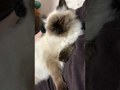 眠い#shorts #ヒマラヤン