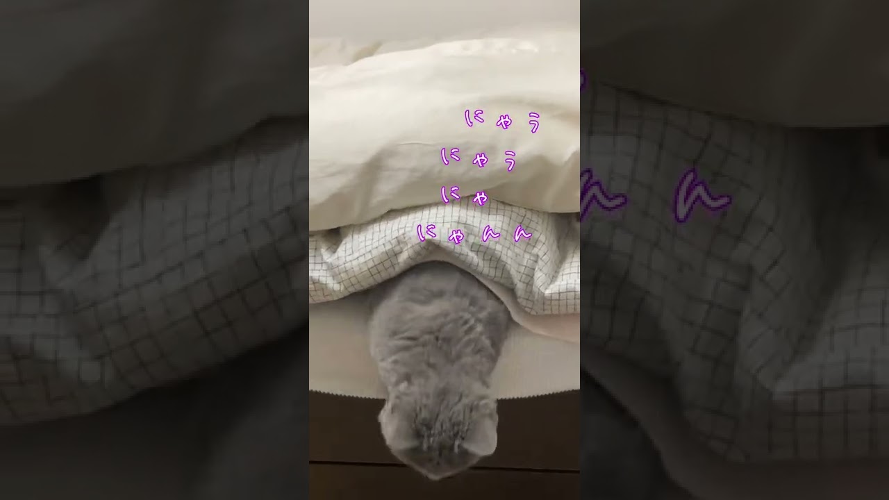 おふとんでかくれんぼする猫#shorts #猫 #セルカークレックス #cat #selkirkrex