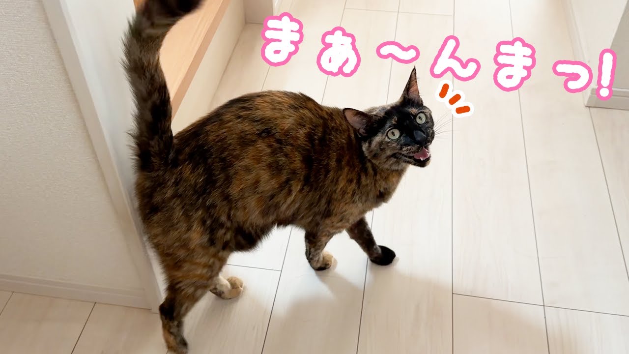 朝からずっとママの側から離れないサビ猫が可愛すぎる…！