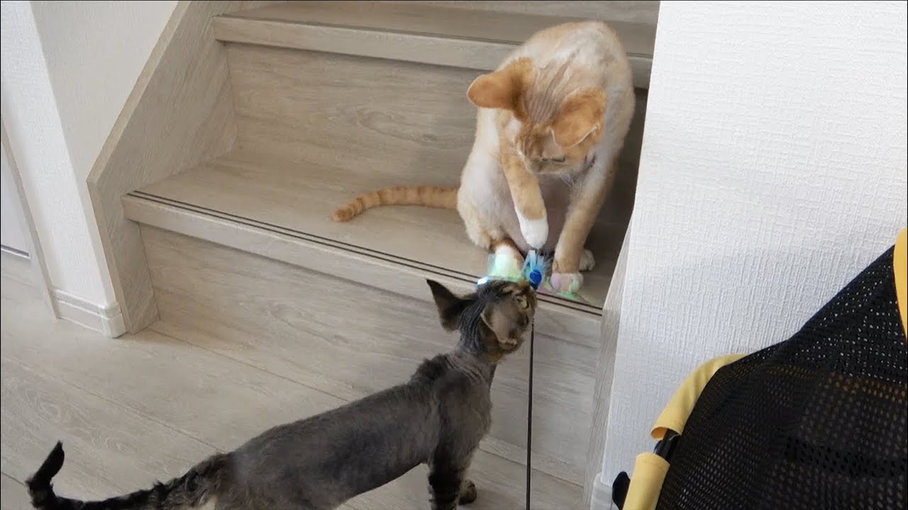 弟の遊びを見守るデボンレックス兄です(Devon Rex cat watching his younger brother playing)