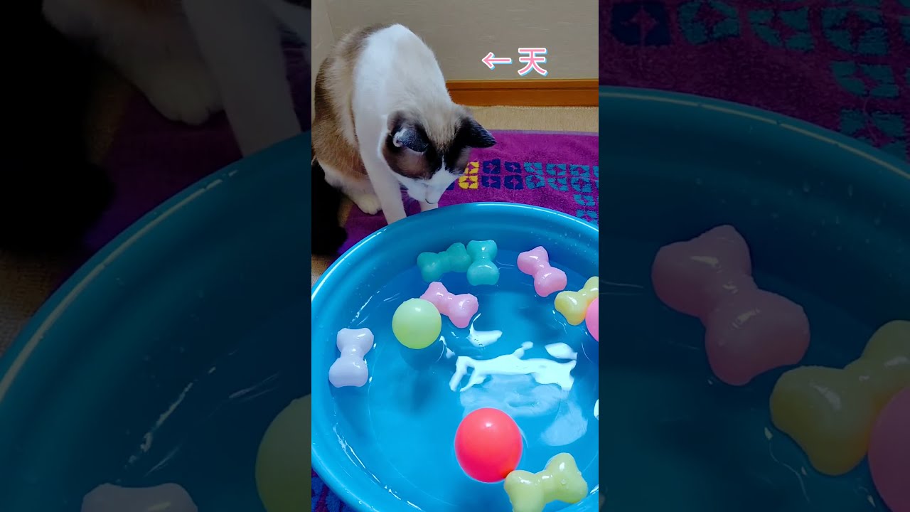 納涼たらいプール祭り　#黒猫 #シャム猫 #shorts