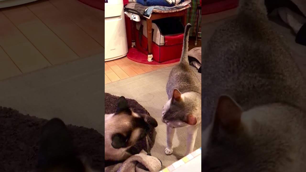 たぬき猫とのバトルに勝ったシンガプーラなのにゃ♪