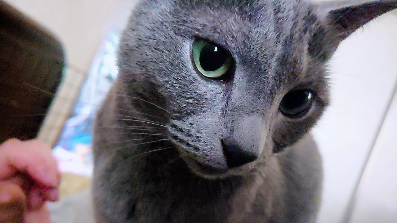 【猫動画】嫁を起こそうと頑張るロシアンブルー【russianbule】Russian Blue trying hard to wake up his wife